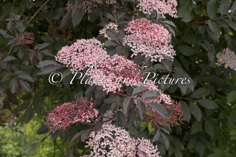 Sambucus nigra ‘Thundercloud’