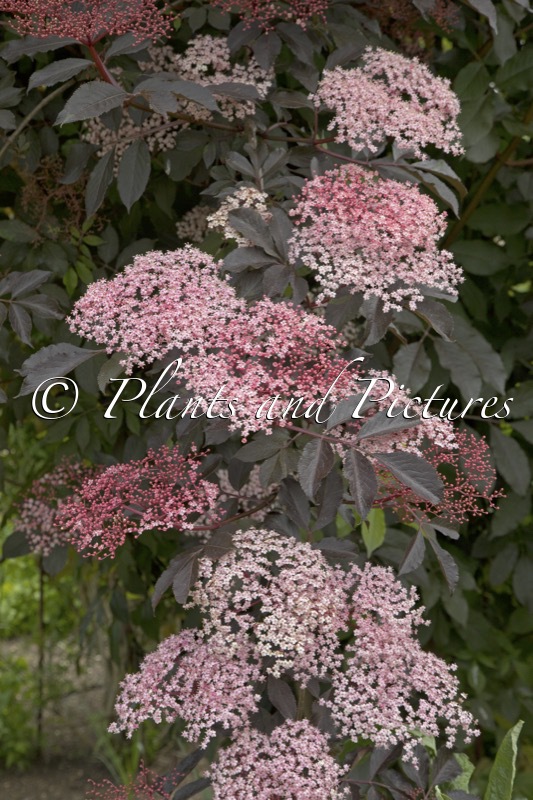 Sambucus nigra ‘Thundercloud’