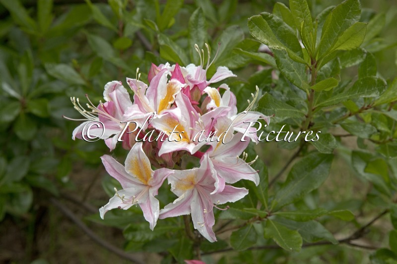 Rhododendron occidentale