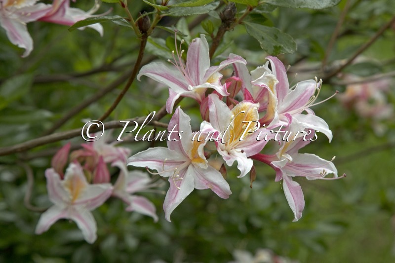Rhododendron occidentale