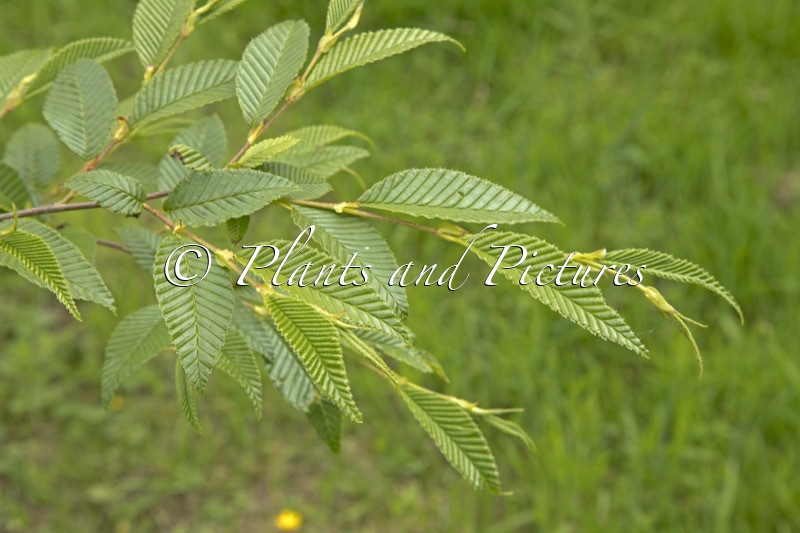 Alnus pendula