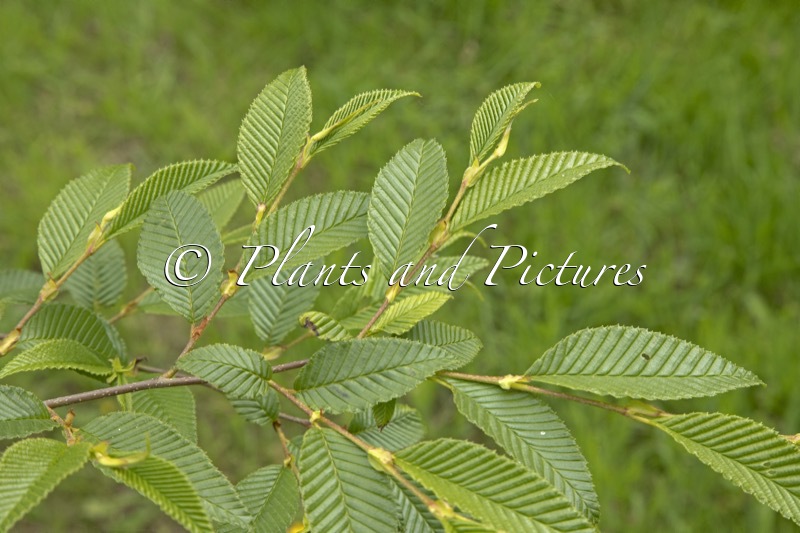 Alnus pendula