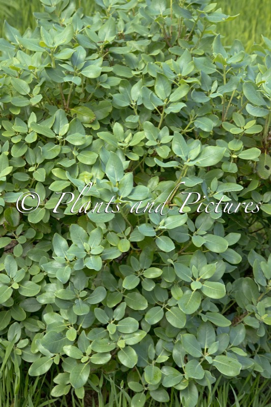 Rhododendron stewartianum