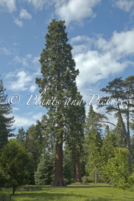 Sequoiadendron giganteum