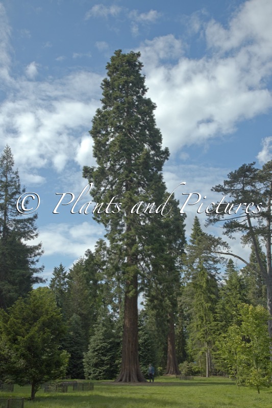Sequoiadendron giganteum