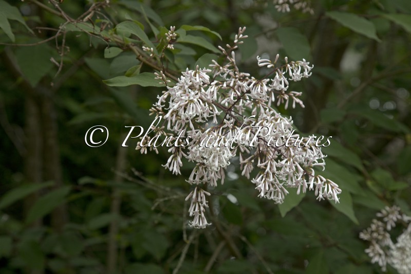 Syringa yunnanensis