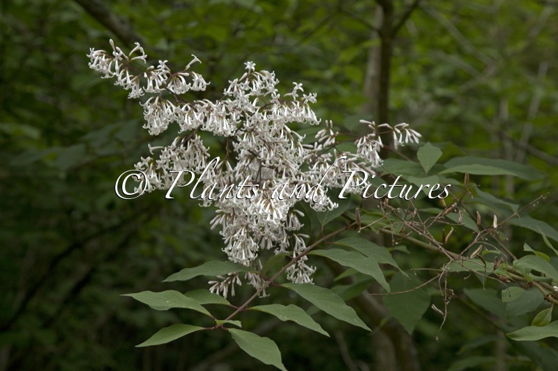 Syringa yunnanensis