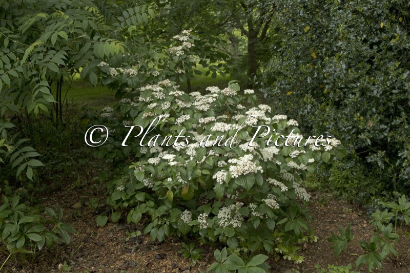 Viburnum ‘Chippewa’