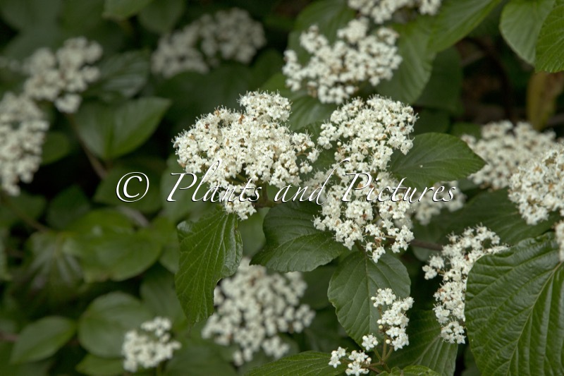 Viburnum ‘Chippewa’
