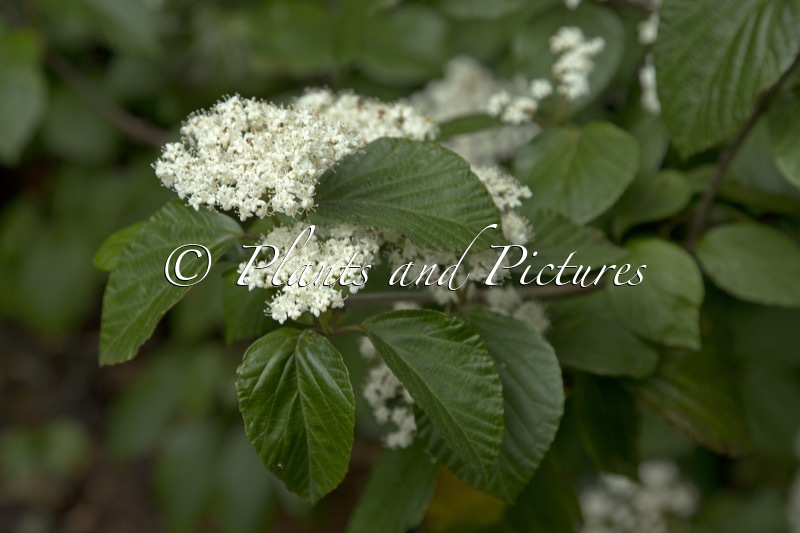 Viburnum ‘Chippewa’