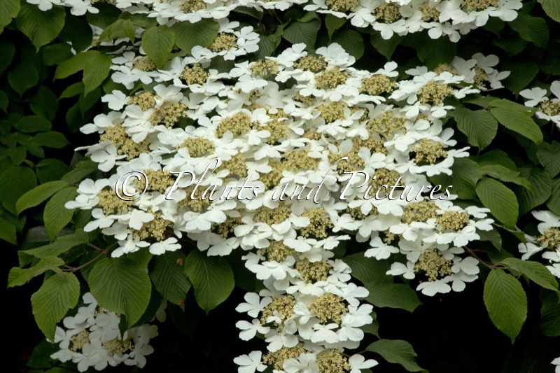 Viburnum plicatum ‘Rowallane’