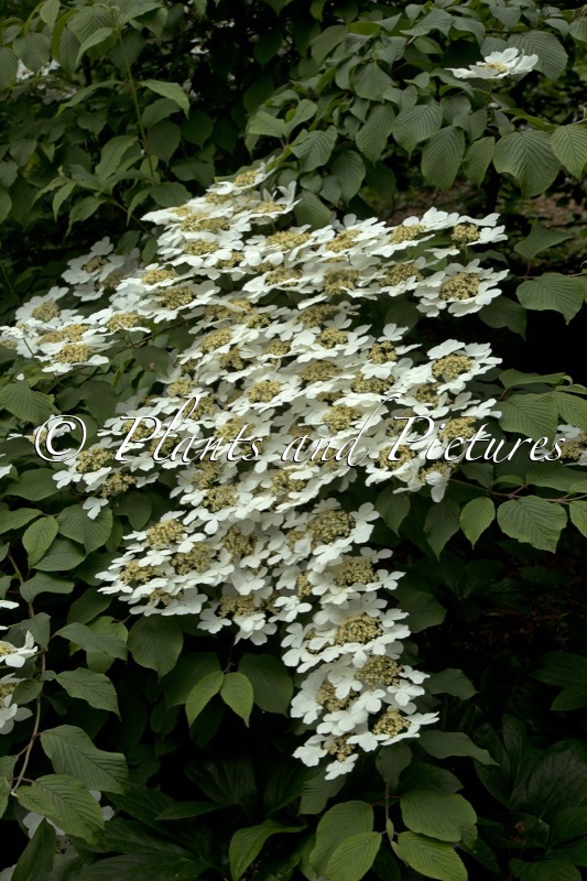 Viburnum plicatum ‘Rowallane’