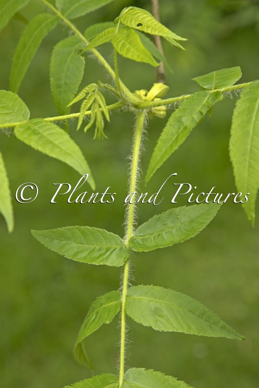 Rhus trichocarpa