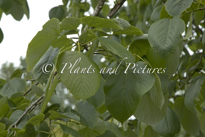 Tilia americana