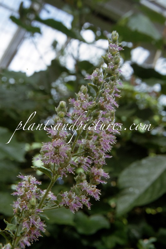 Pogostemon plectranthoides