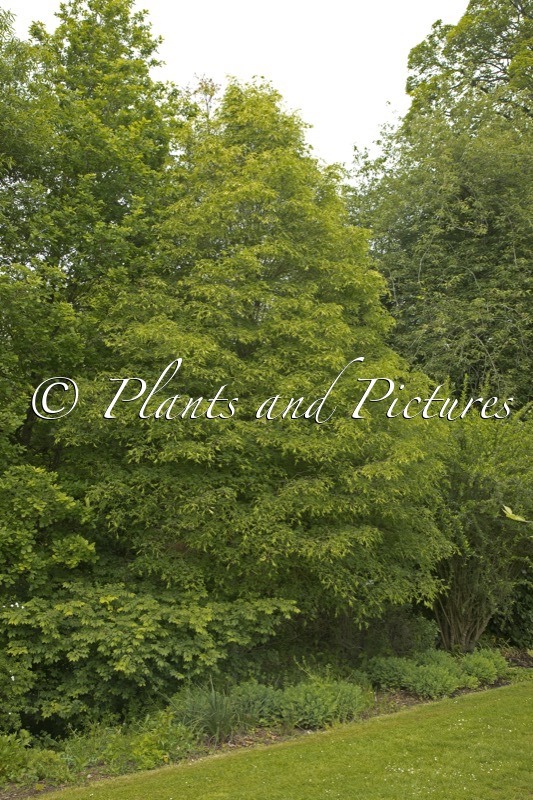 Tilia platyphyllos ‘Laciniata’