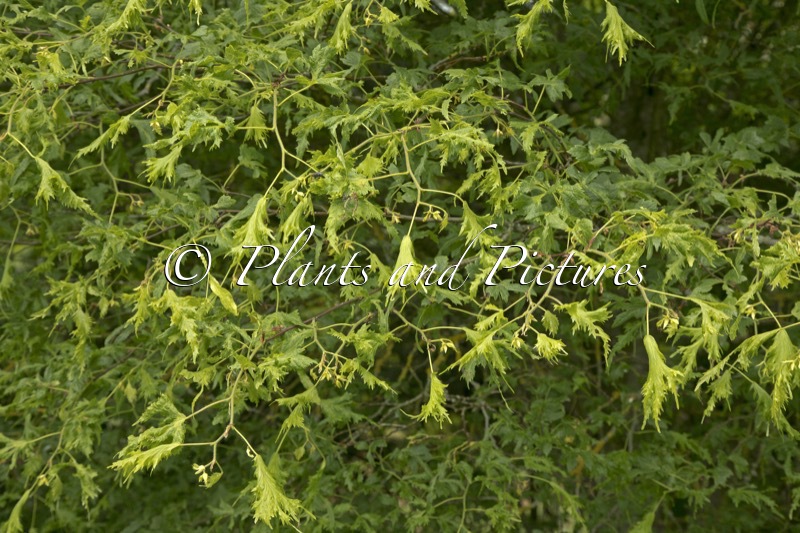Tilia platyphyllos ‘Laciniata’