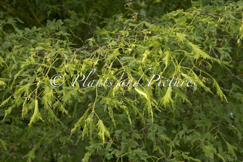 Tilia platyphyllos ‘Laciniata’