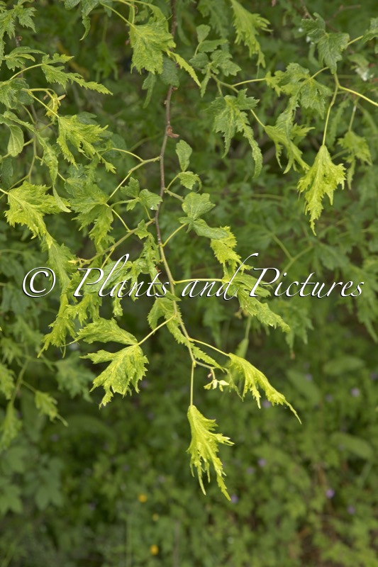 Tilia platyphyllos ‘Laciniata’