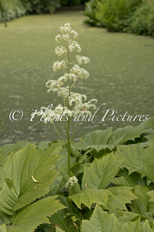 Rodgersia pinnata