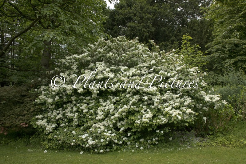Viburnum plicatum ‘Thunberg’s Original’