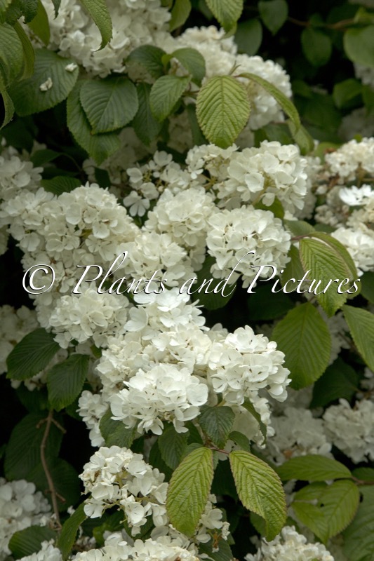 Viburnum plicatum ‘Thunberg’s Original’
