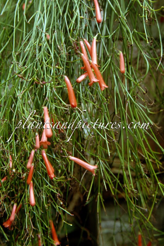 Russelia equisetiformis