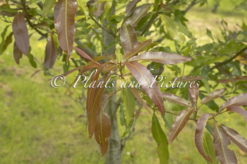 Quercus pinnativenulosa