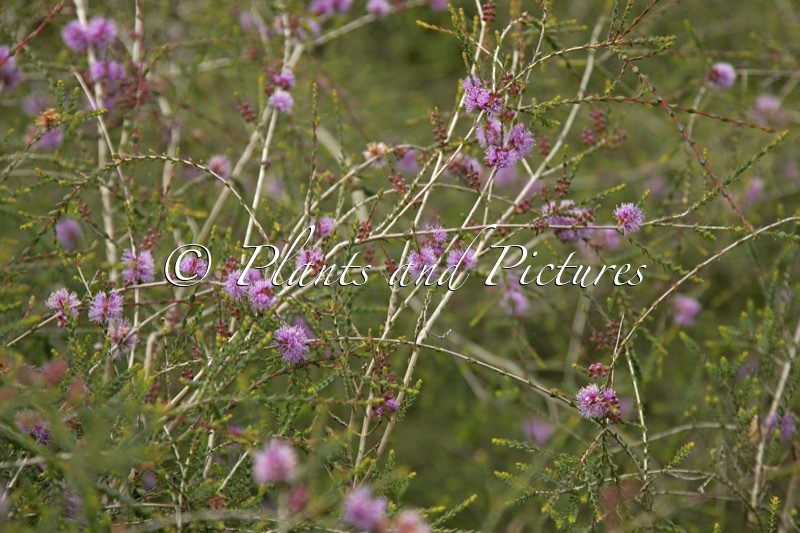 Melaleuca gibbosa