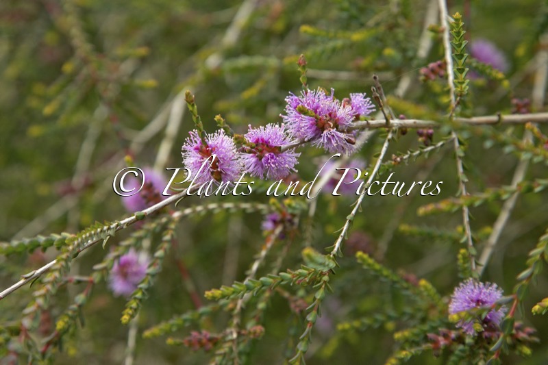 Melaleuca gibbosa
