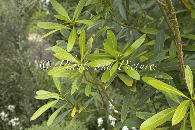 Pseudopanax chatamicus