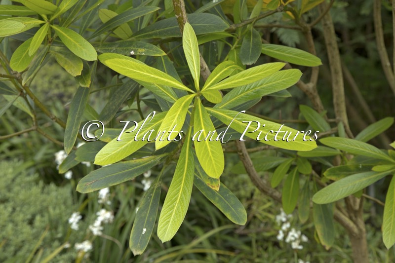 Pseudopanax chatamicus