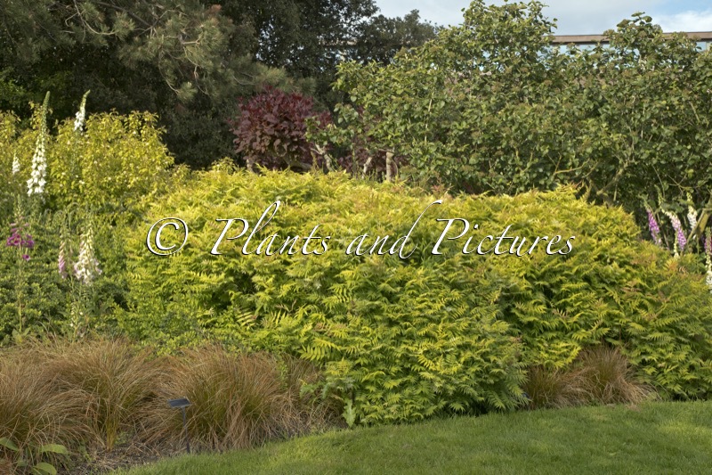 Sorbaria sorbifolia ‘Sem’