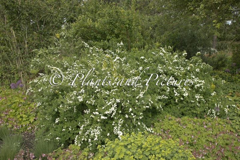 Spiraea nipponica ‘Snowmound’