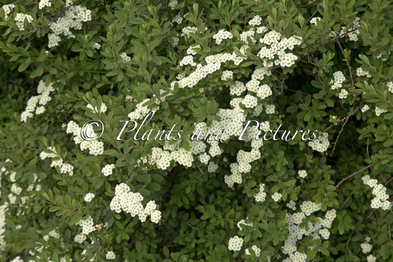Spiraea nipponica ‘Snowmound’