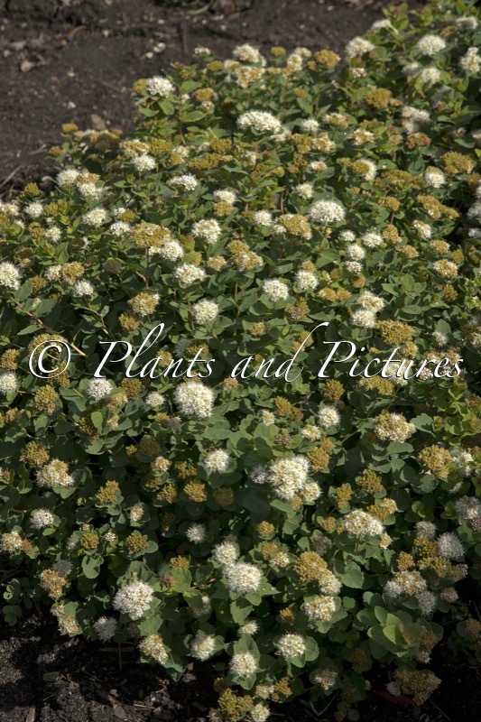 Spiraea betulifolia ‘Lumikki’