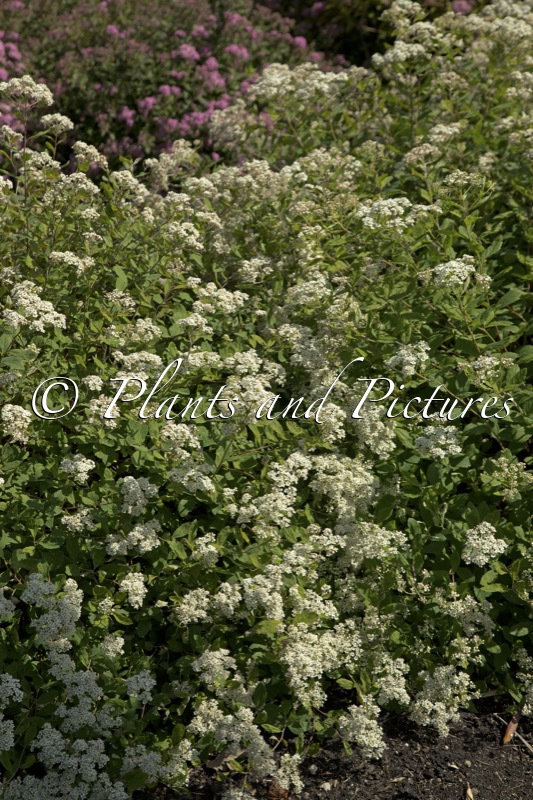Spiraea decumbens