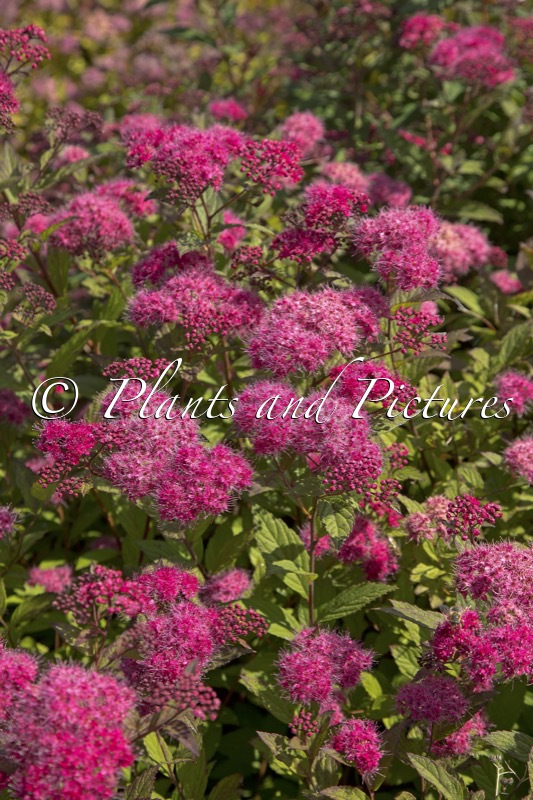 Spiraea japonica ‘Walplum’ (WALBERTON’S PLUMTASTIC)