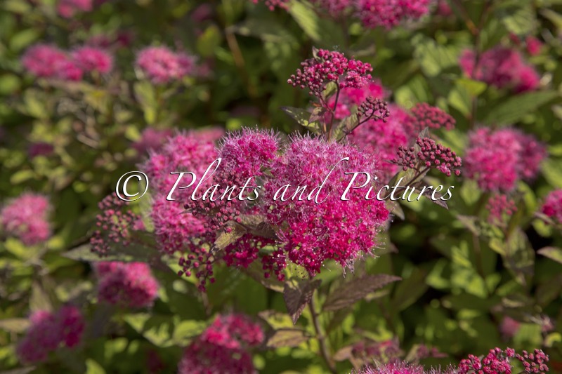 Spiraea japonica ‘Walplum’ (WALBERTON’S PLUMTASTIC)