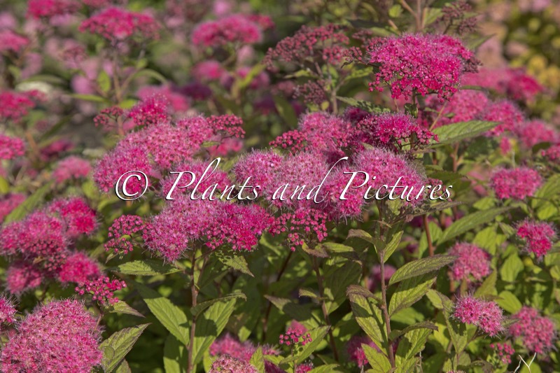 Spiraea japonica ‘Walplum’ (WALBERTON’S PLUMTASTIC)