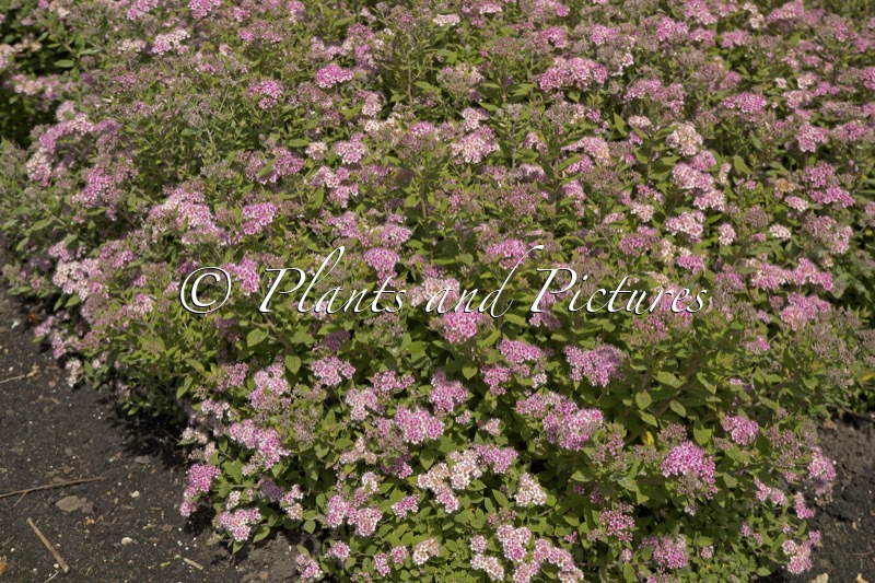 Spiraea japonica ‘Little Princess’