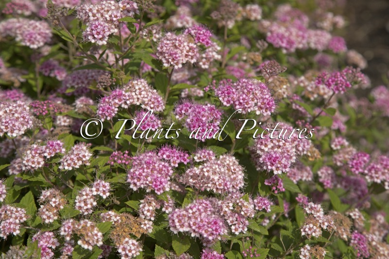 Spiraea japonica ‘Little Princess’