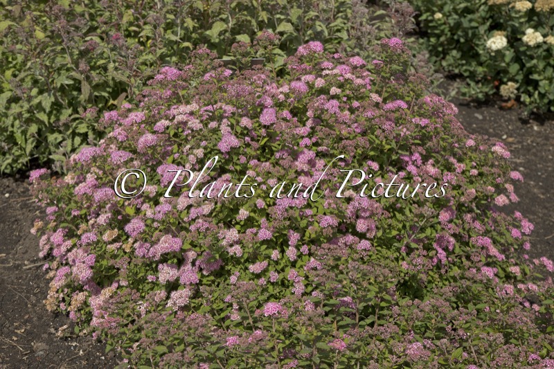 Spiraea japonica ‘Newport Dwarf’