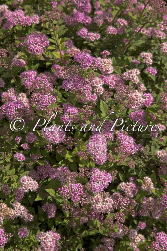 Spiraea japonica ‘Newport Dwarf’