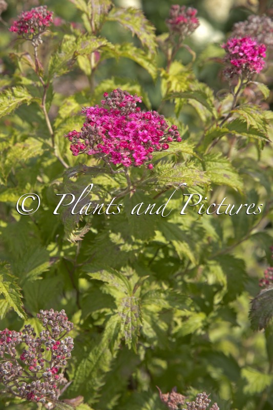 Spiraea japonica ‘Crispa’