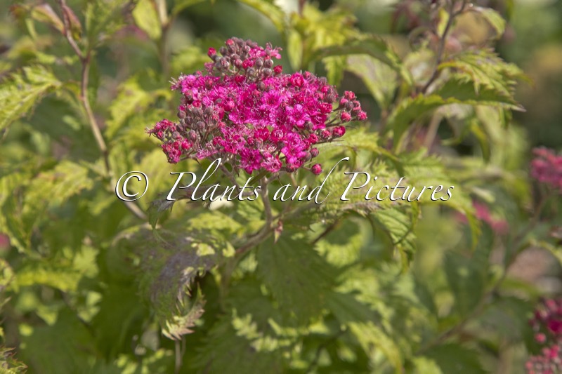 Spiraea japonica ‘Crispa’