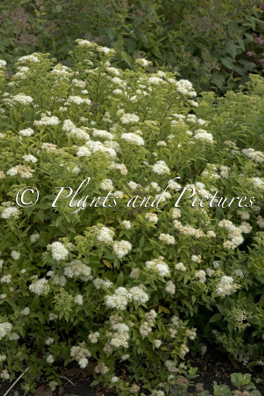 Spiraea japonica ‘Albiflora’