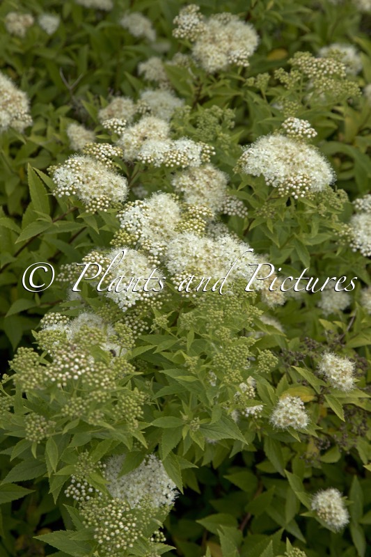 Spiraea japonica ‘Albiflora’