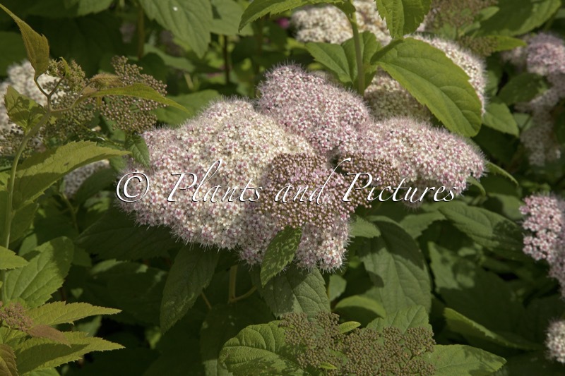 Spiraea japonica ‘Dart’s Pinkie’
