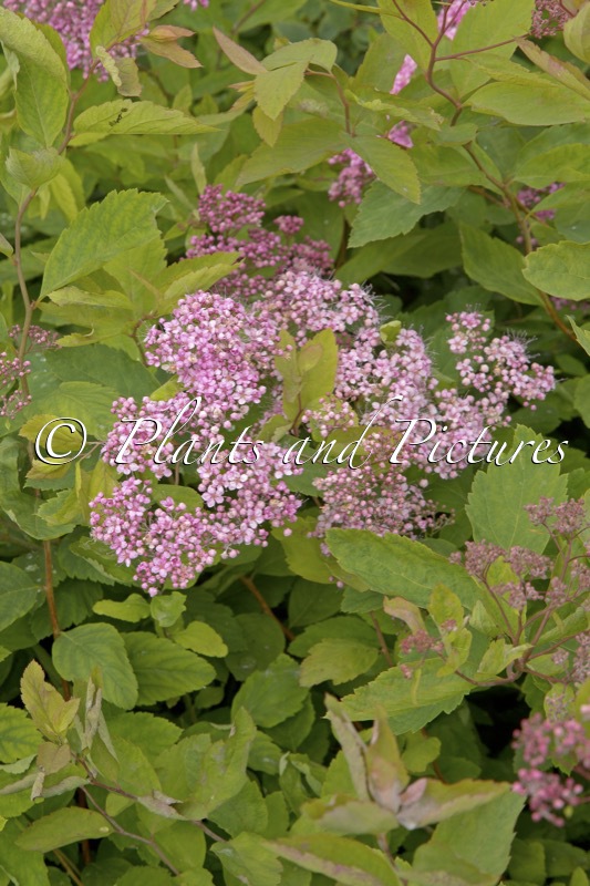Spiraea japonica ‘Odensala’